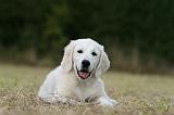 GOLDEN RETRIEVER 929
